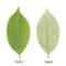 Ever Green Magnolia Leaf Set 25pcs Realistic PU Artificial Leaves For DIY Floral Home Decor 5