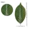 Ever Green Magnolia Leaf Set 25pcs Realistic PU Artificial Leaves For DIY Floral Home Decor 7