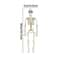 Spooky LifeSize Posable Skeleton Halloween Decor Realistic Humanoid Bone Prop For Haunted House P 5