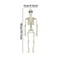 Spooky LifeSize Posable Skeleton Halloween Decor Realistic Humanoid Bone Prop For Haunted House P 6