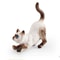 Cute Realistic Lying Cat Figurine Mini Simulation Pet Ornament For Desk Car Decor 7