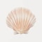 Modern Watercolor Sea Shell Starfish Canvas Wall Art Coastal Ocean Print For Living Room Decor 9