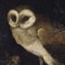 Vintage Owl Canvas Wall Art Dark Academia Cottagecore Nature Poster Print 5