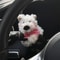 Cute Puppy Steering Column Plush Doll Car Turn Signal Decorative Accessory For Tesla Benz 7