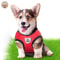 Adjustable Mesh Dog Harness Vest With Leash Breathable Walking Harness For Small Medium Dogs And 1