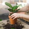Plant Slow Release Nutrient Sticks For Indoor Potted Plants 7