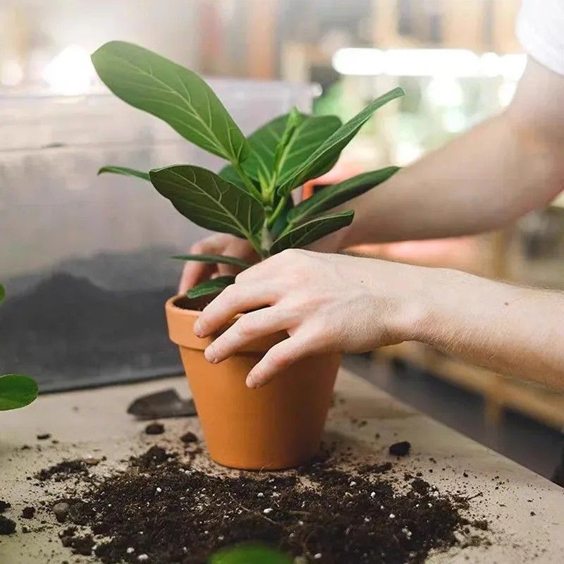 Plant Slow Release Nutrient Sticks For Indoor Potted Plants 7