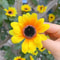 Yellow Artificial Sunflower Flower Heads For Crafts 12