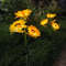 Solar Sunflower Garden Stake Lights 5
