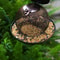 LargeCapacity Metal Bird Feeder SquirrelProof Outdoor Hanging Feeder 2