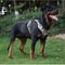 Reflective Tactical Dog Harness Waterproof 1680D Oxford Vest For Medium Large Dogs 12