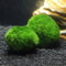 3 To 4cm Marimo Moss Balls Aquarium Ornament Green Algae Ball Decor 1