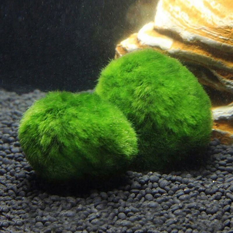 3 To 4cm Marimo Moss Balls Aquarium Ornament Green Algae Ball Decor 1