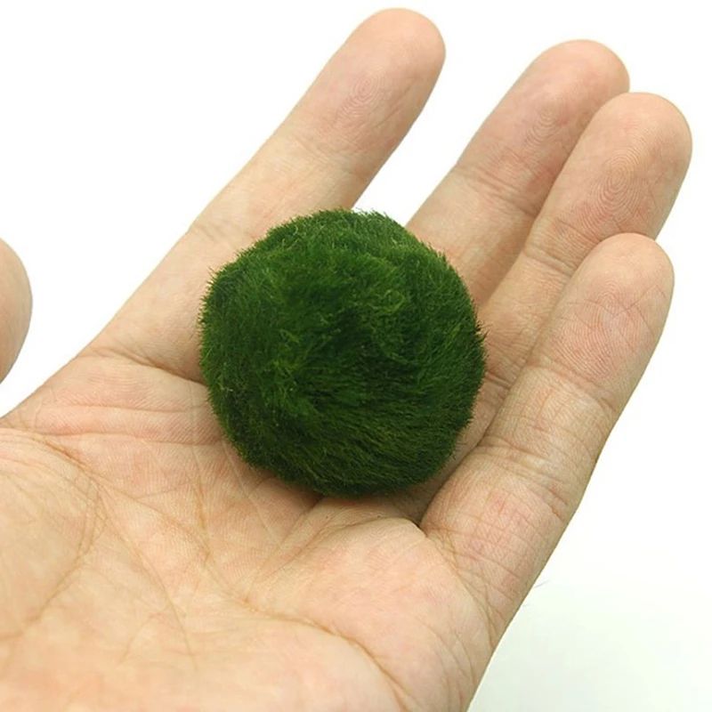 3 To 4cm Marimo Moss Balls Aquarium Ornament Green Algae Ball Decor 3