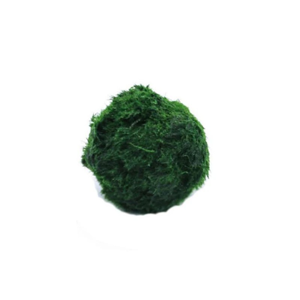 3 To 4cm Marimo Moss Balls Aquarium Ornament Green Algae Ball Decor 4