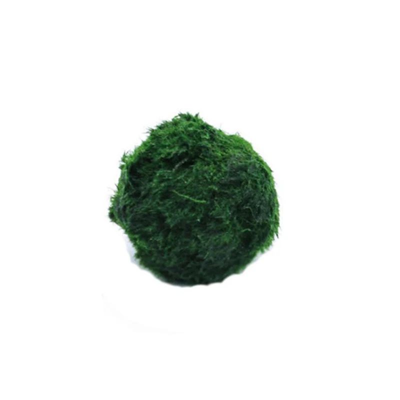 3 To 4cm Marimo Moss Balls Aquarium Ornament Green Algae Ball Decor 4