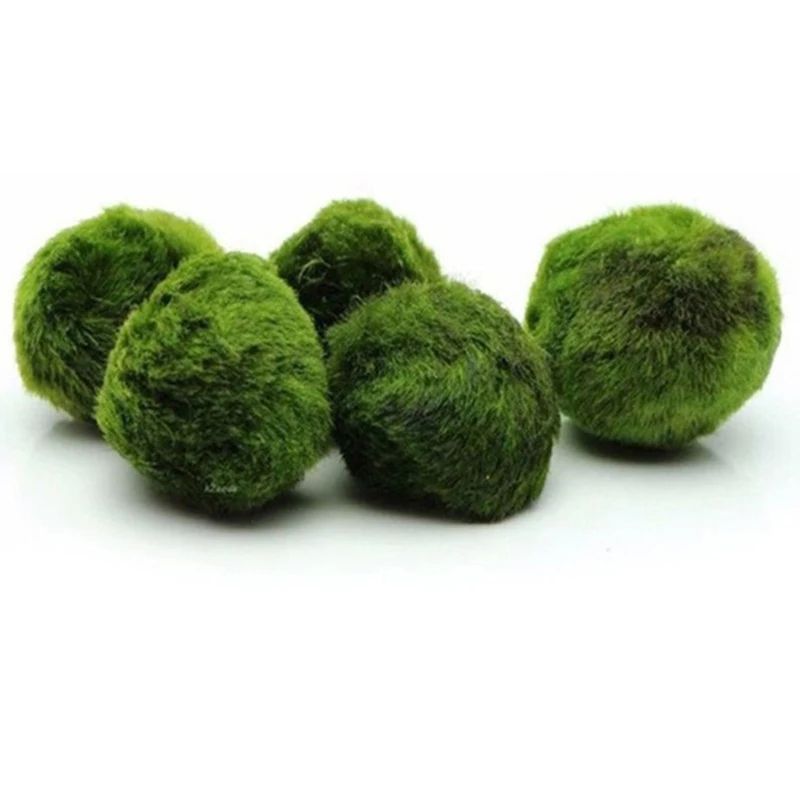 3 To 4cm Marimo Moss Balls Aquarium Ornament Green Algae Ball Decor 5