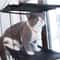 Cat Hammock Window Bed Hanging Sunny Seat With Strong Suction Cups Double Decker Design 10