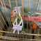 Bird Food Holder Clip Parrot Fruit And Vegetable Feeder For Small Pet Cages 0