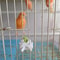 Bird Food Holder Clip Parrot Fruit And Vegetable Feeder For Small Pet Cages 9