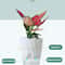 Self Watering Transparent Flower Pot 6