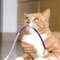 Durable Cat Teething Rope Toy 12