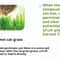 Hydroponic Cat Grass Growing Kit 7