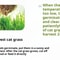 Hydroponic Cat Grass Growing Kit 7
