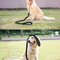 Braided Dog Leash For Training Walks 15