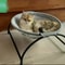 Breathable Cooling Cat Hammock Bed 16