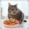 Shallow Non Slip Cat Feeding Bowls Set 2