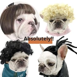 funny pet wig costume accessory