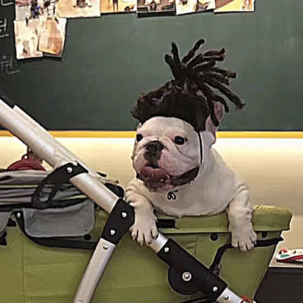 Funny Pet Wig Costume Accessory 2