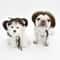 Funny Pet Wig Costume Accessory 3