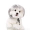 Funny Pet Wig Costume Accessory 11