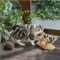 Adjustable Wooden Pet Bowl Stand Set 3