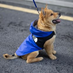 summer dog shirt lightweight pet apparel