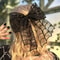 Halloween Spider Web Bow Hair Clips 6
