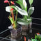 Transparent Aquarium Plant Holder Cups 1