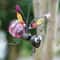 Solar Bee Lantern Garden Hanging Light 3