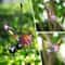Solar Bee Lantern Garden Hanging Light 7