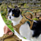 Tactical Cat And Small Dog Harness 3