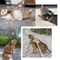 Tactical Cat Harness With Leash 11