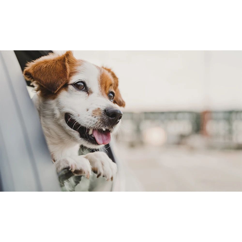 Waterproof Dog Back Seat Hammock Cover 5