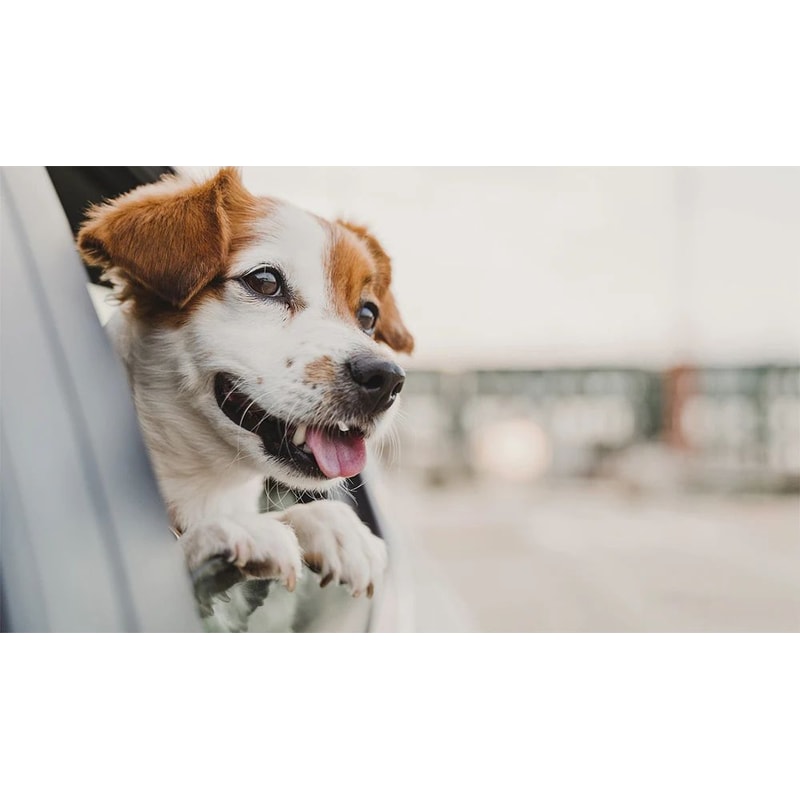 Waterproof Dog Back Seat Hammock Cover 5