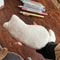 Plush Cat Pencil Case Storage Bag 6