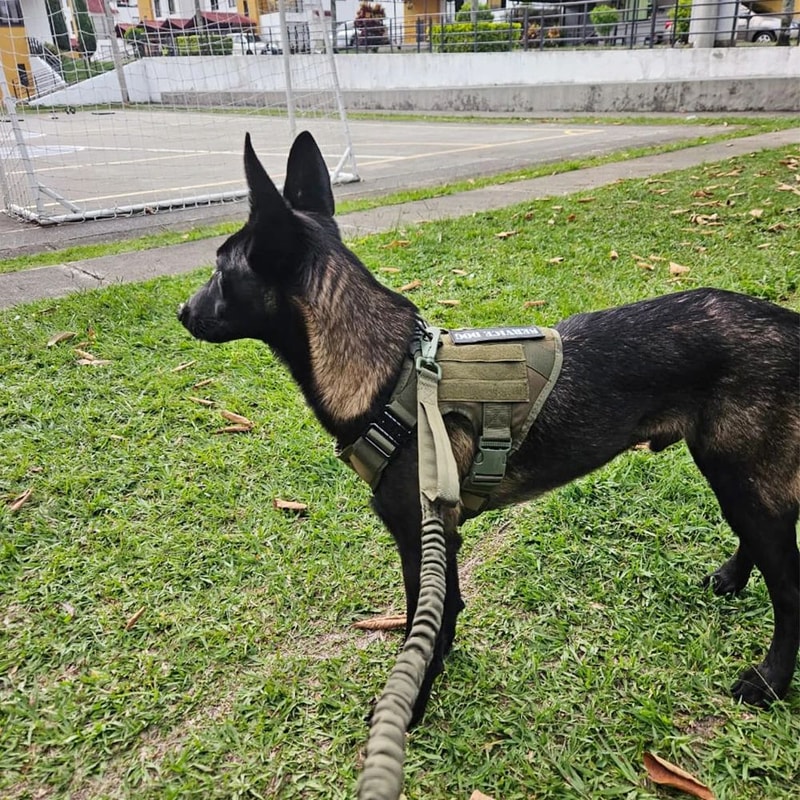 Tactical Dog Harness And Leash Set 5