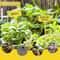 Reusable T Type Garden Plant Labels 6