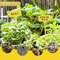Reusable T Type Garden Plant Labels 6