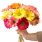 Artificial Gerbera Flower Stems Set 1